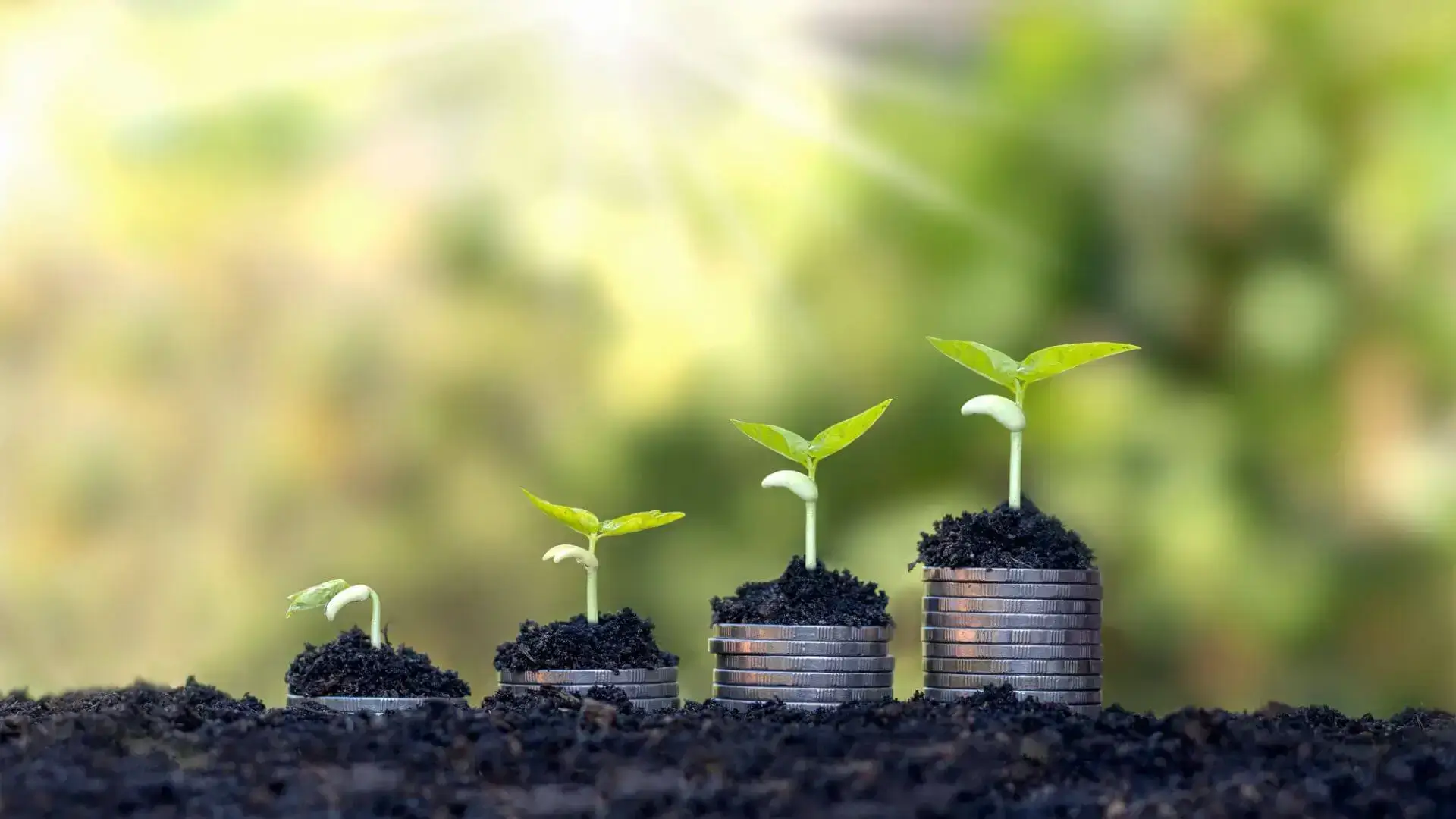 Jeunes pousses qui grandissent sur des piles de pièces, pour illustrer le potentiel de plus-value d’un investissement immobilier.